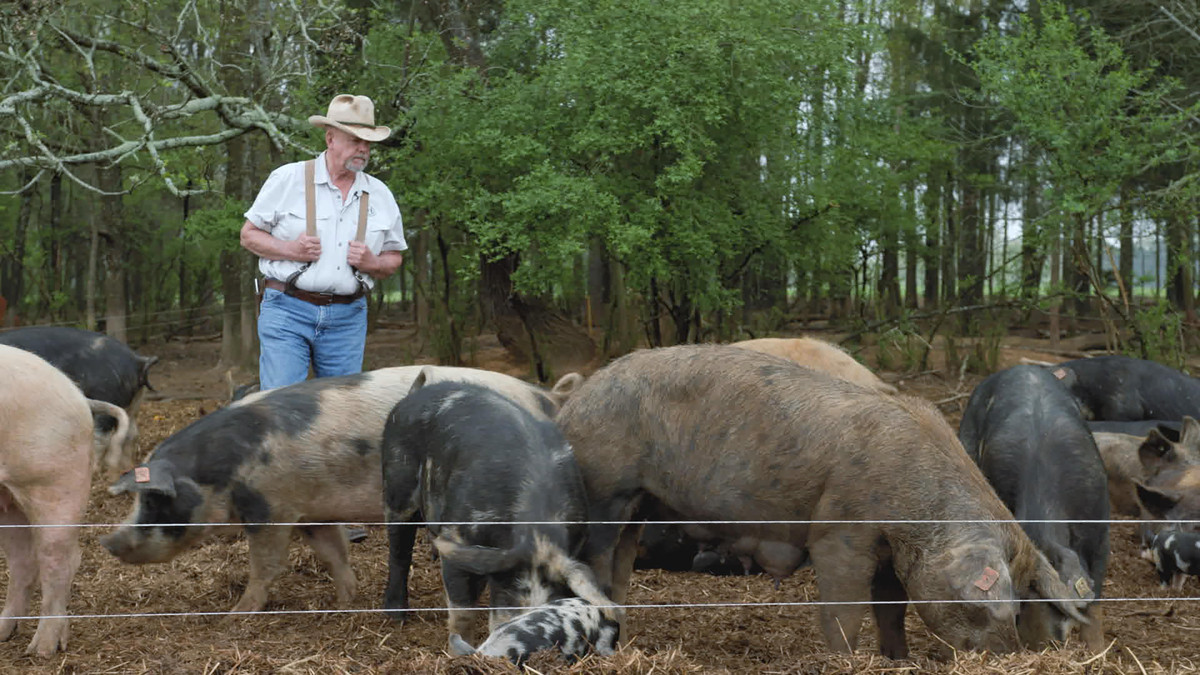 A rancher overlooking a herd of pigs.